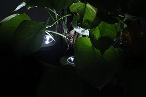 2 Stück Keine Verkabelung große Solarleuchte für Außenleuchte Wasserdicht 4 LED 40LM Pfad Garten Landschaft Spike Beleuchtung für Hof Auffahrt Rasen Weiß (12 cm breit) - 4