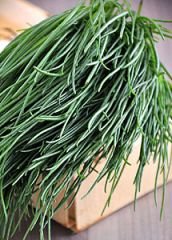 Bobby-Seeds Kräutersamen Salzkraut-Okahijiki Portion