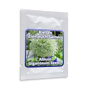 30 Semi Aglio Gigante Decorativo - Allium Giganteum Viola Per Giardino O Vaso