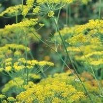 Suffolk Herbs - Dill