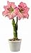 Produktbild prime vista 100 Teile/Beutel Amaryllis Bonsai Blume, Barbados Lilie blumentopf Pflanzen, Hippeastrum Bonsai für Haus & amp; Garten Einfach zu Wachsen: 18