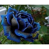 Midnight Rose Höchster Samen Seltene Farbe Blau mit Schwarz-Rosen-Samen Ideal DIY Blumengarten 120 PCS