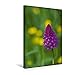 Produktbild Premium Textil-Leinwand 30 cm x 45 cm hoch, Ein Motiv aus dem Kalender Zauber der Natur - Heimische Orchideen und Wiesenblumen | Wandbild, Bild auf ... Leinwand, Leinwanddruck (CALVENDO Natur)