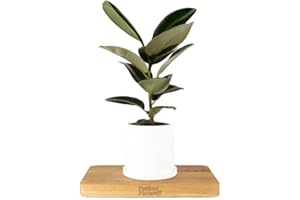 PERFECT PLANTS Rubber Plant Ficus Robusta in a 12cm Pot - Indoor House Plant with Vibrant Foliage