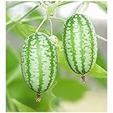 Mexikanische Minigurke - Melothria scabra - Gurke - 10 Samen