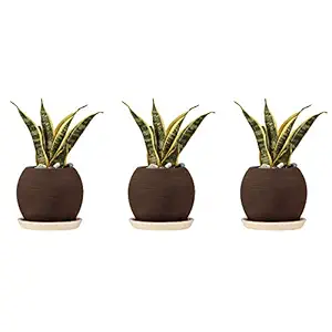 Lasaki Globe Ceramic Pots with Pot Stand for Indoor, Outdoor, Garden, Balcony, Plants, Planters, Flower Pots, Gamla Succulent Pot (Pot: Black, Plate: White Cir002) Pack of 3