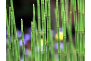 ZAC Wagner Sumpfschachtelhalm (Equisetum palustre) Teichpflanze Teichpflanzen Teich