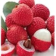 Native Earth Dwarf Thai Litchi Grafted Plant - Tropical Rare Lychee Fruit Tree (1 Healthy Hybrid Live Plant, Height 3-4 Feets) Plant In Polybag
