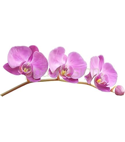 Sticker Mural Déco Galets Et Orchidée - Autocollant 30x19 Cm, Fabrication Française