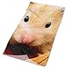 Produktbild New Hamster Photos Headwrap Unisex Multifunction Headwear Polyester Quick Dry Soft Headband Neck Scarf,Cool Headdress Travel Magic Head Scarf Bandana Mask Neck Gaiter for Men Women