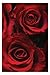 Produktbild Rot Rosen Poster – 61 x 91,4 cm