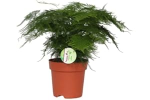 Asparagus Plumosus | DECOALIVE | Esparraguera Planta Natural | Planta de Interior y Exterior