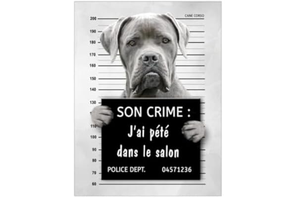 Plaque Cane Corso gris humour prisonnier crime chien panneau pancarte identité affiche 15x20cm