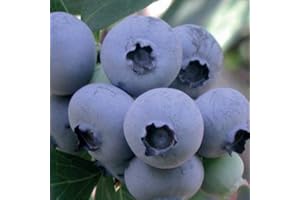 BAUMSCHULE WEDROWSKI W Amerikanische Heidelbeere Bluejay 1L Garten Pflanze mit Schönen Blüten - Die Perfekte Dekoration für Ihr Grundstück - Für Anfänger und Professionelle Gärtner - Leckeres und Gesundes Obst