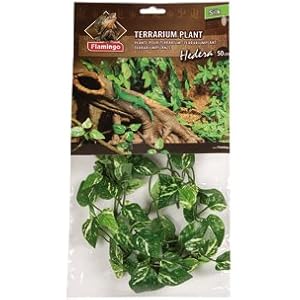 TERRARIUM PFLANZE HEDERA 50CM
