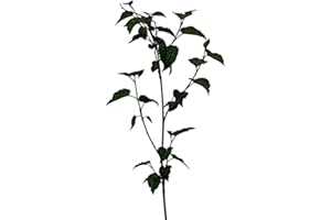 GENÉRICO Planta natural Morus Nigra. Morera Negra 20-30 cm. En cepellón listo para plantar. Produce moras dulces y nutritivas, atrae aves, mejora el suelo y ofrece sombra en jardines.