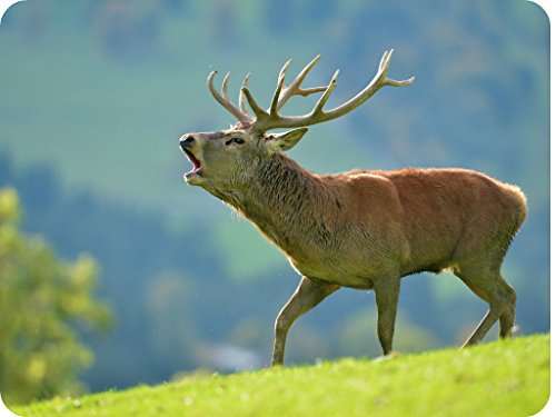 "BRÜNFTIGER HIRSCH" (MOTIV 110) Tier-Mousepad: Qualitäts-Mauspad aus extrem reissfestem Spezialkautschuk mit stark haftender Unterseite für optimalen Halt - kompatibel für alle Maustypen