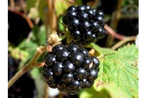 PRGN 1 PIANTA MORA LOCH NESS MATURAZIONE IN AGOSTO PIANTE DA FRUTTO