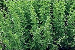 JustSeed - graines fines herbes origan grec Origanum vulgare 'grec' 500 graines