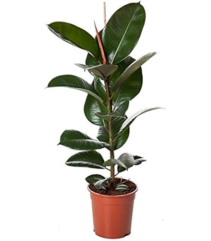 NatureHolic Ficus elastica Belize - Panaschierter Gummibaum mit Farbenspiel  aus Cremewei, Rosa & Grn - Pflegeleichte Blattschmuckpflanze fr  Wohnzimmer, Regal & Fensterbank - 18 cm, im 9 cm Topf : Amazon.de: Garten