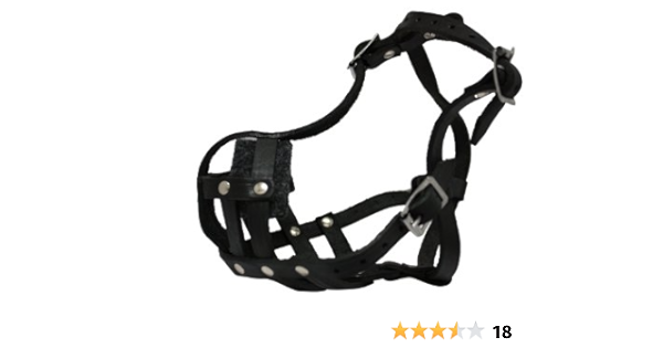 muzzle boston terrier