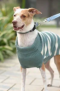 Mutt of Course Warm Regards Emerald Sweater for Dogs (Small)
