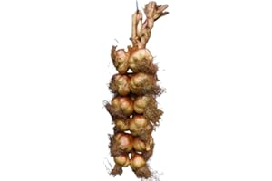 ALLI OLI Geräucherter Knoblauch - Zopf 12 Knollen aus Frankreich