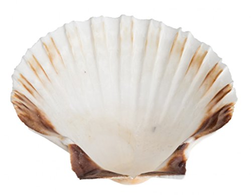 NaDeco® Pecten jacobeus 12-15cm | | Jakobsmuschel Schale | Pilgermuschel | Fächermuschel | Ragout Schale | Scallops - 2