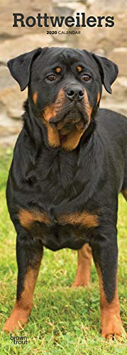 Rottweilers - Rottweiler 2020: Original BrownTrout-Kalender - Slimline [Mehrsprachig] [Kalender] (Slimline-Kalender)