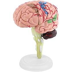 4D Modelo de Cerebro Desmontable
