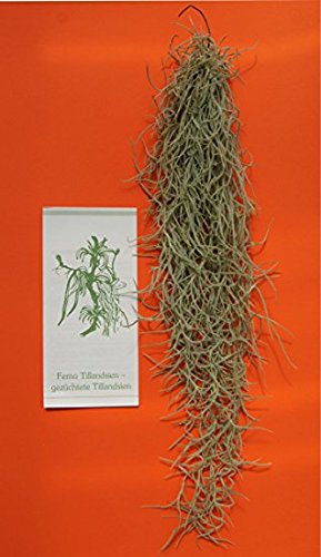 Tillandsia usneoides, Tillandsien - 2