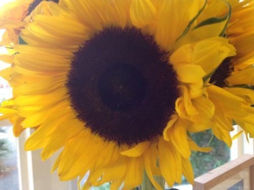 Just Seed - Sonnenblumen Schule Große Einzelne in Gelb - 300 Samen