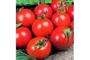 PRETTY WILD SEEDS Vegetable Seeds 60+ Varieties Carrot Pumpkin Cabbage Pea Tomato SWEETCORN Bean Turnip Swde Brussel Onion Cauliflower Fennel Beetroot Herbs (Tomato Alicante Approx. 12 Seeds)