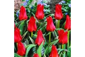 COTTAGE GARDEN BULBS 50 x Red Riding Hood Rockery Tulip Bulbs