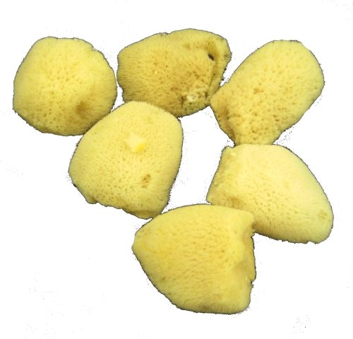 Royal Sml Silk Sponge Set 6 Pk