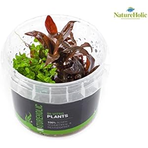 [Gesponsert]Alternanthera reineckii Mini & Micranthemum Monte Carlo - NatureHolic In-Vitro Aquarium Pflanze