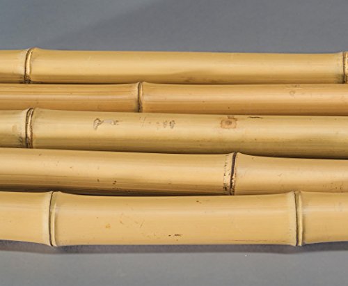 Bambusrohr Moso 100cm gelb Durch. 3,8 bis 5cm, gebleicht – Bambusrohre, Rohre aus Bambus, Bambus Rohre Bambusrohr –> großes Sortiment an Sichtschutz, Bambus, Schilf und Naturprodukte für Garten - 2