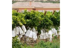 GRUPO DARIK Pack 100 Bolsas de Papel Protectoras Especial para Uvas (40x27cm) Abierta por los 2 Lados| Protección contra Aves e Insectos