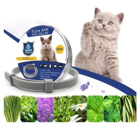 Zwini-Collier-Anti-puces-et-Anti-tiques-pour-Collier-Anti-puces-pour-Chat-Naturel-avec-Protection-de-Chat-de-8-Mois