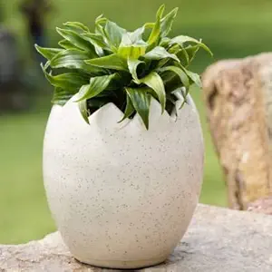 Lyallpur Stores Ceramic Planter Pot Egg Shape - Medium (White Color, 14 cm) Plant Not Included