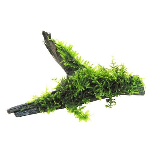 Aqua Essentials Java Moss Shelf