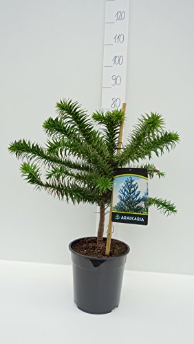Araucaria araucana – Chilenische Araukarie – Schmucktanne – verschiedene Größen (70-80cm – 7Ltr.) - 3