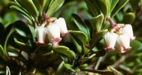 Fresh Bearberry 10 Seeds（Arctostaphylos uva-Ursi） Groundcover Plant