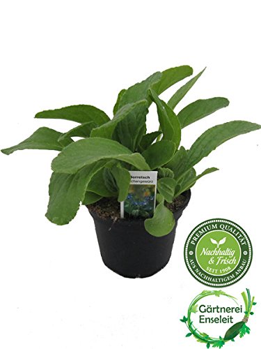 Borretsch,Borago officinalis,Gurkenkraut, Marktfrische Pflanze