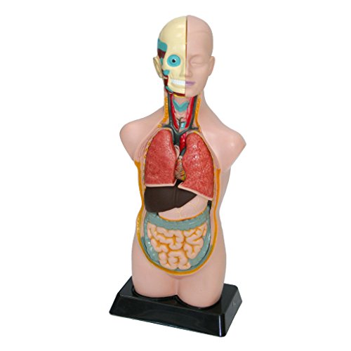 Preisvergleich Produktbild Übungstorso Mensch inkl. Arbeitsbuch