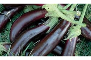 GENERICO piantine da orto piantine di pomodori a citta' e pulecenella (melanzana lunga di napoli 10 piantepep)