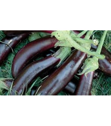 Piante Di Zucchino Striato - 5 Piantine Per Orto Domestico