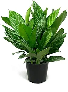 Mphmi Aglaonema Stripes - Plant