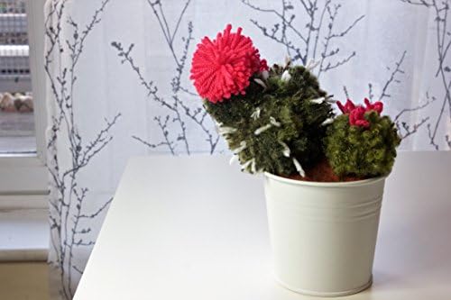 Astrophytum pom pom cactus - home plant