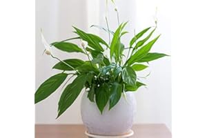 THOMPSON & MORGAN Peace Lily Plants Air Purifying and Filtering Grow Your Own Indoor House Plants, Compact & Bushy with White Flowers, 1 x Spathiphyllum Torelli ‘Air So Pure’ Plant in a 12cm Pot by Thompson and Morgan